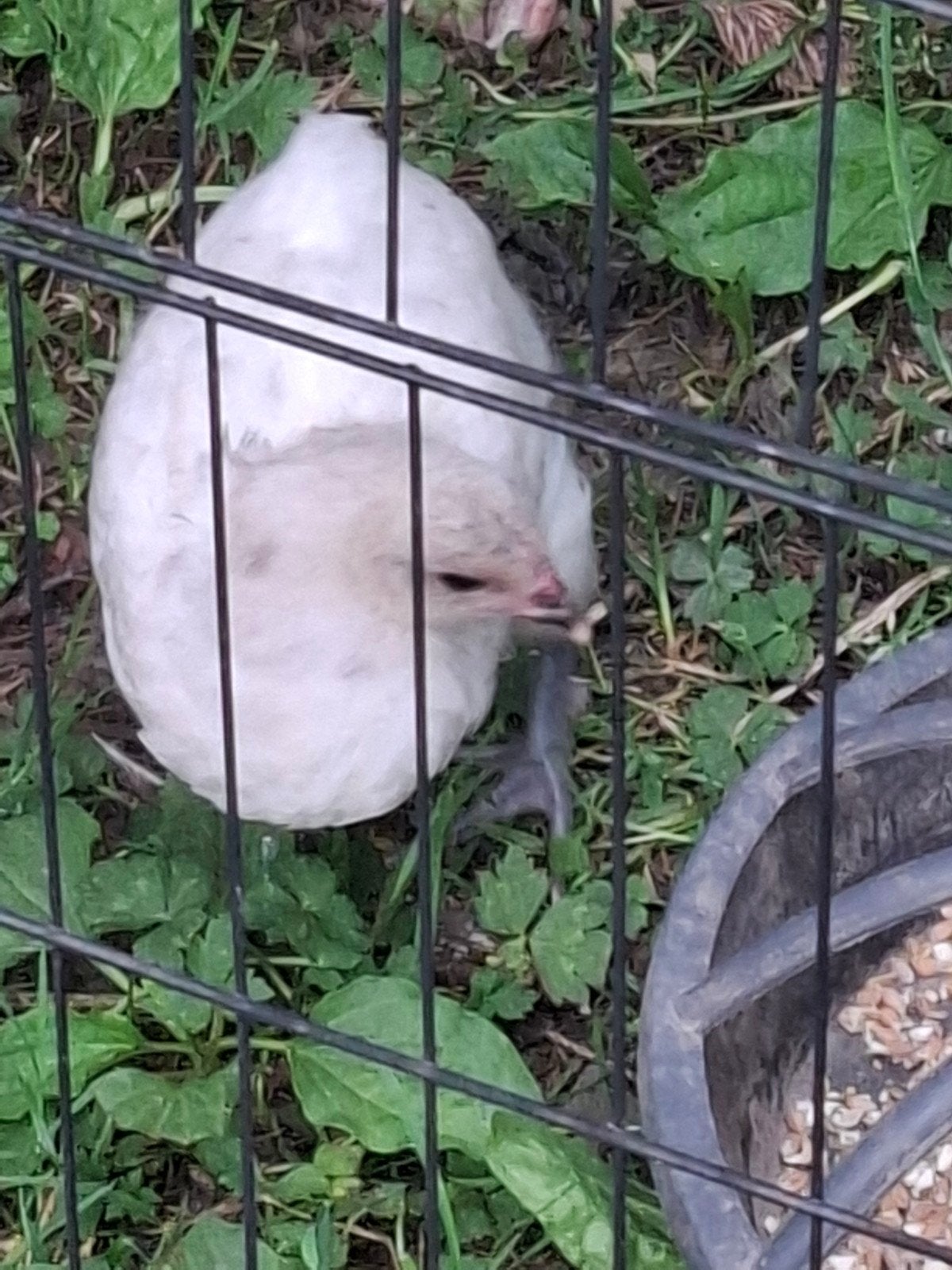 Araucana, Dieren en Toebehoren, Pluimvee