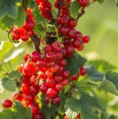 3 plants de cassis ou groseilliers pour 10 euros, Ophalen, In pot