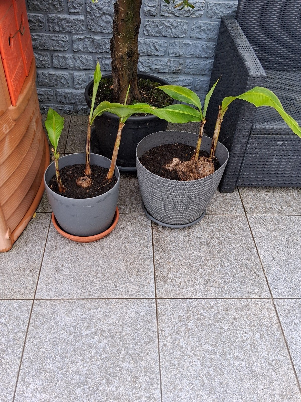 5 dwerg bananenplanten + pot, Jardin & Terrasse, Plantes | Jardin, Enlèvement ou Envoi