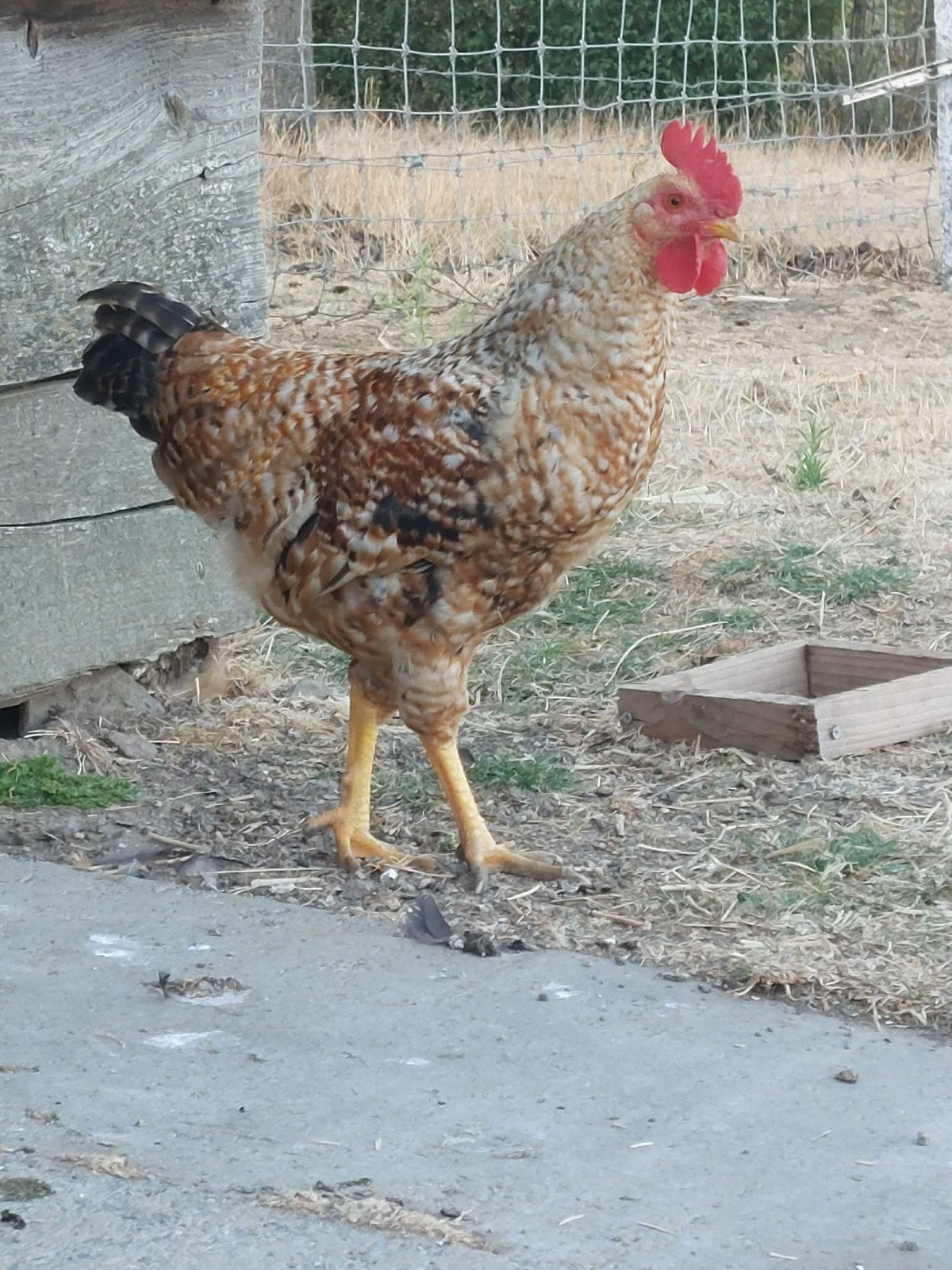 Jonge trotse haan, Dieren en Toebehoren, Pluimvee