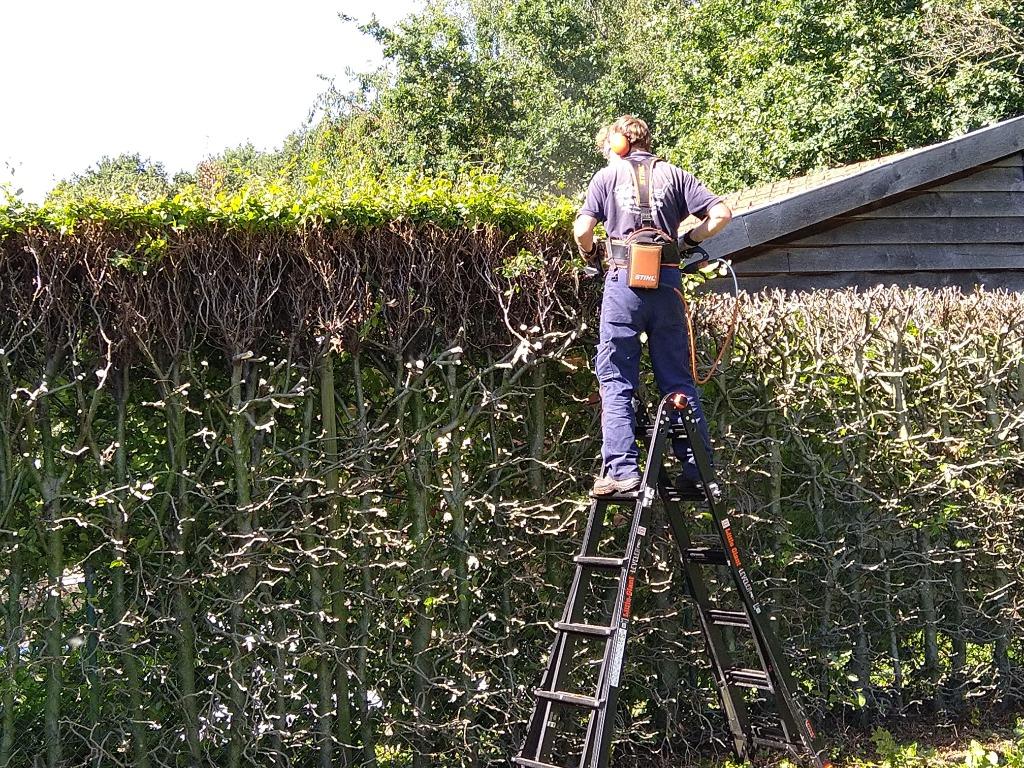 Boomverzorging, Ophalen