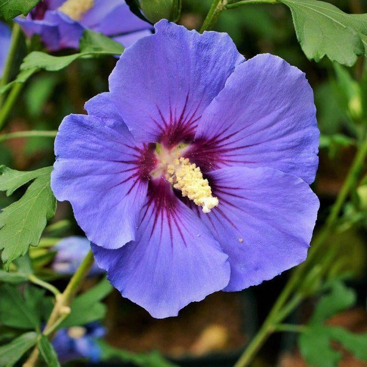 Graines d'Hibiscus Oiseau bleu, récolte 2025, Enlèvement ou Envoi, Toute l'année, Graine