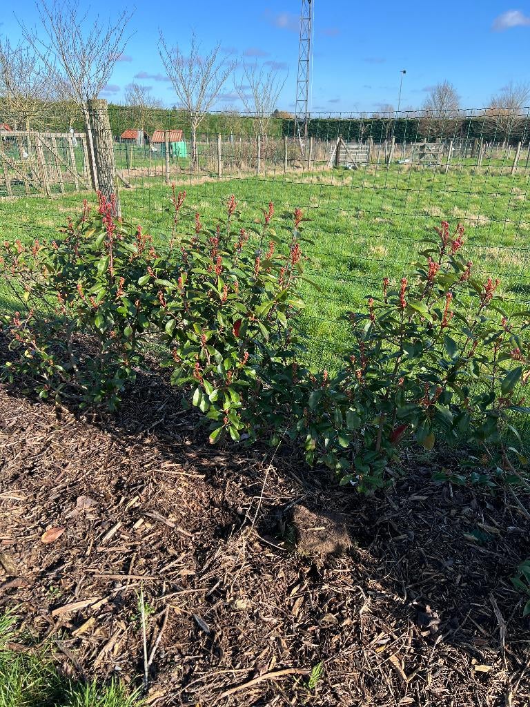 Glansmispel, Tuin en Terras, Ophalen, Struik, 100 tot 250 cm