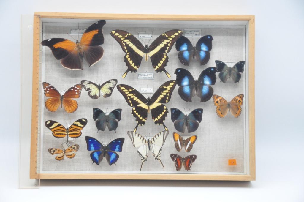 5 kasten met opgezette vlinders en insecten - taxidermy, Verzamelen, Ophalen of Verzenden, Gebruikt, Insect, Overige typen