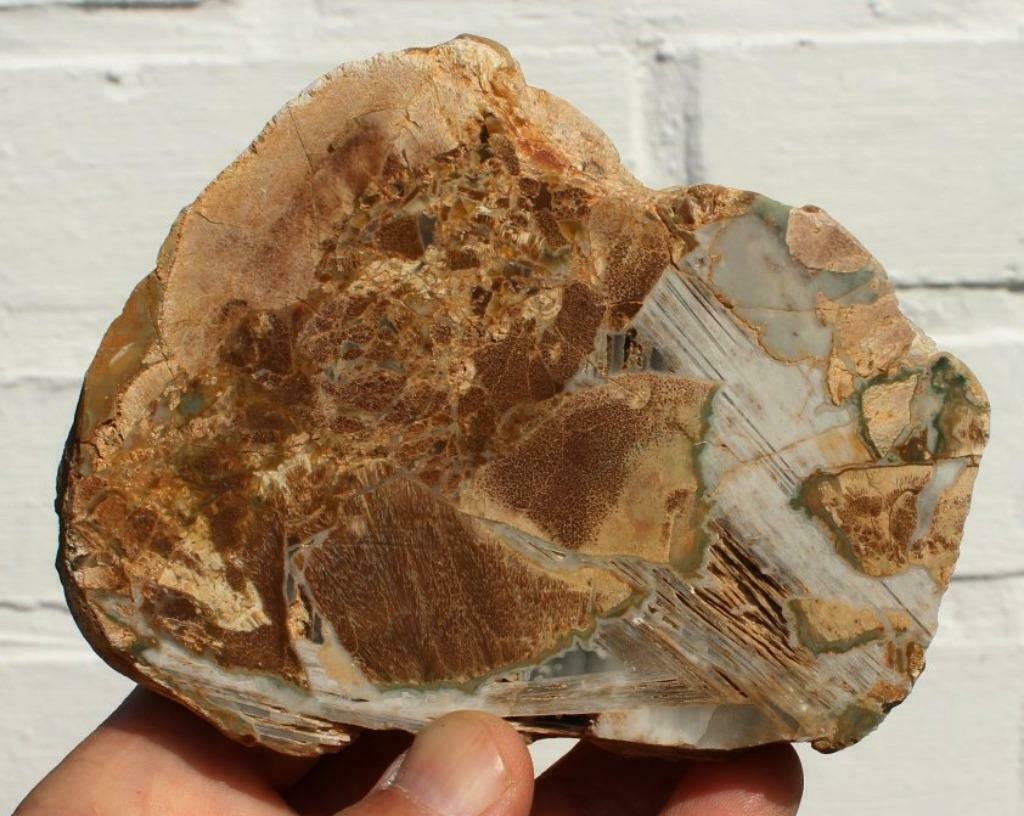 bois fossile d'Australie, Enlèvement ou Envoi, Fossile