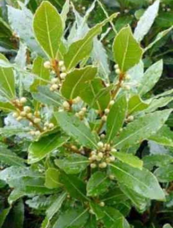 Laurier, Tuin en Terras, Planten | Tuinplanten, Ophalen