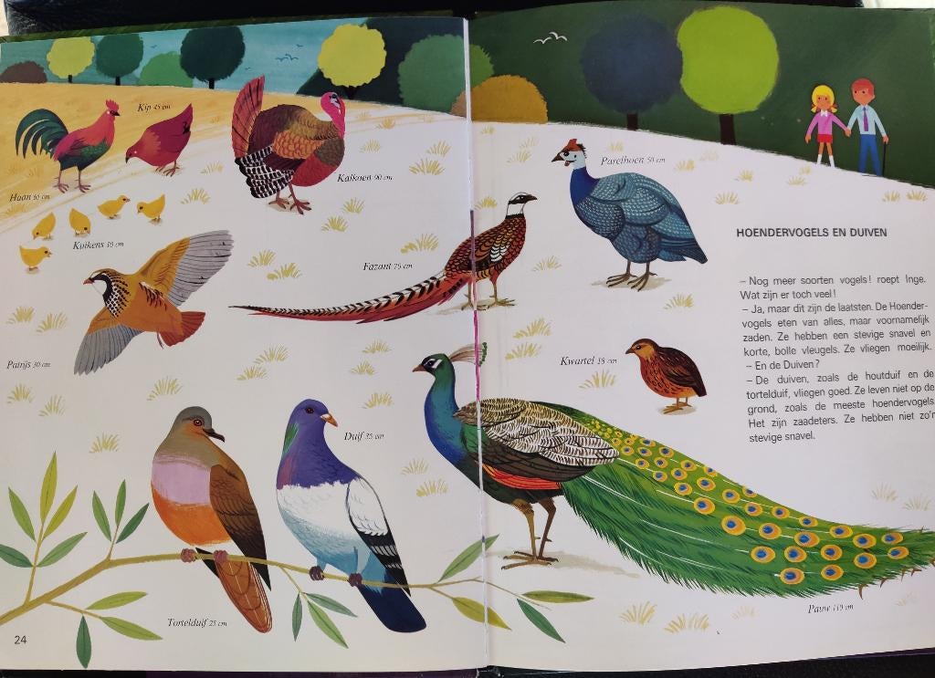 Vogels, Livres, Nature, Enlèvement ou Envoi, Oiseaux, Alain Grée. 