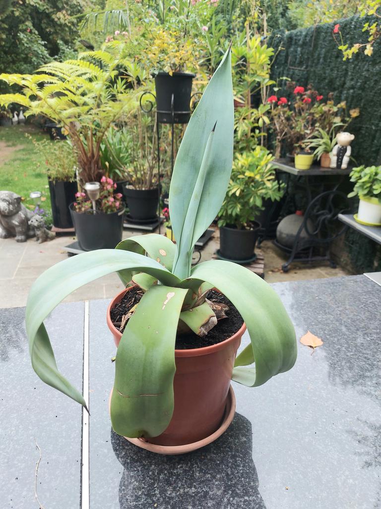 Grijze Agave planten, Enlèvement, Plante fixe