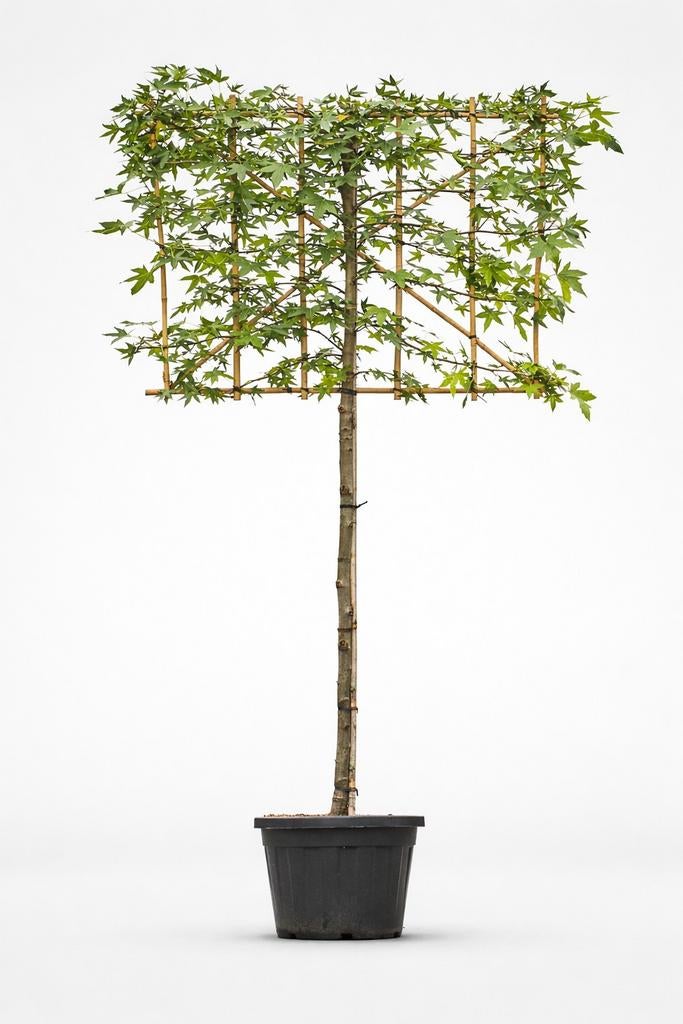Liquidambar styraciflua - Leibomen- Amberboom, Tuin en Terras, In pot, Leiboom, Halfschaduw, Ophalen of Verzenden