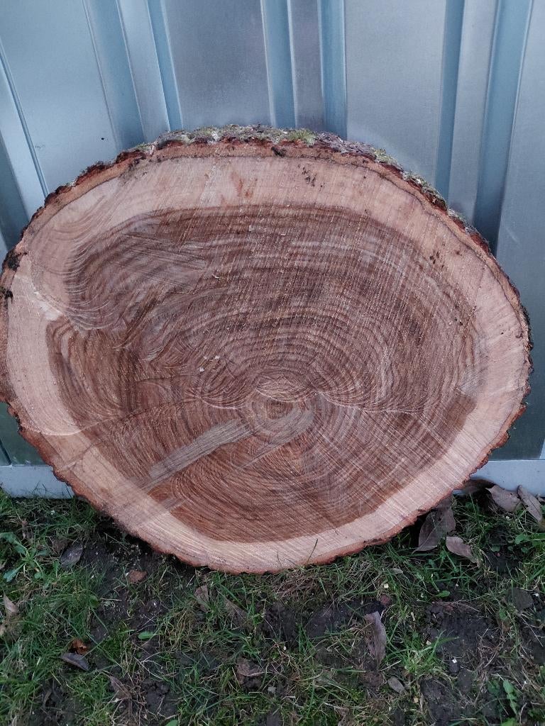 Eiken boomstamschijven. Diameter tussen de 60cm en 80cm!, Ophalen of Verzenden, Nieuw
