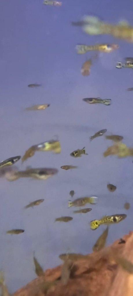 Endler guppy snakeskin, Poisson, Poisson d'eau douce