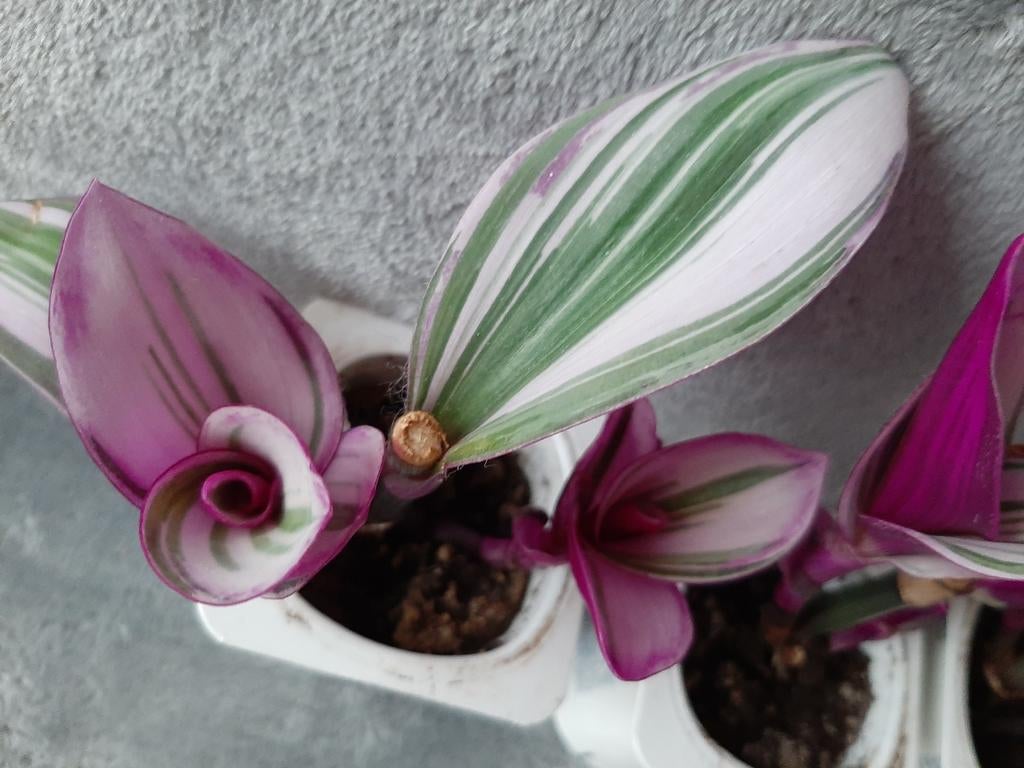 Petites tradescantia nanouk 5€ le pot, Enlèvement ou Envoi