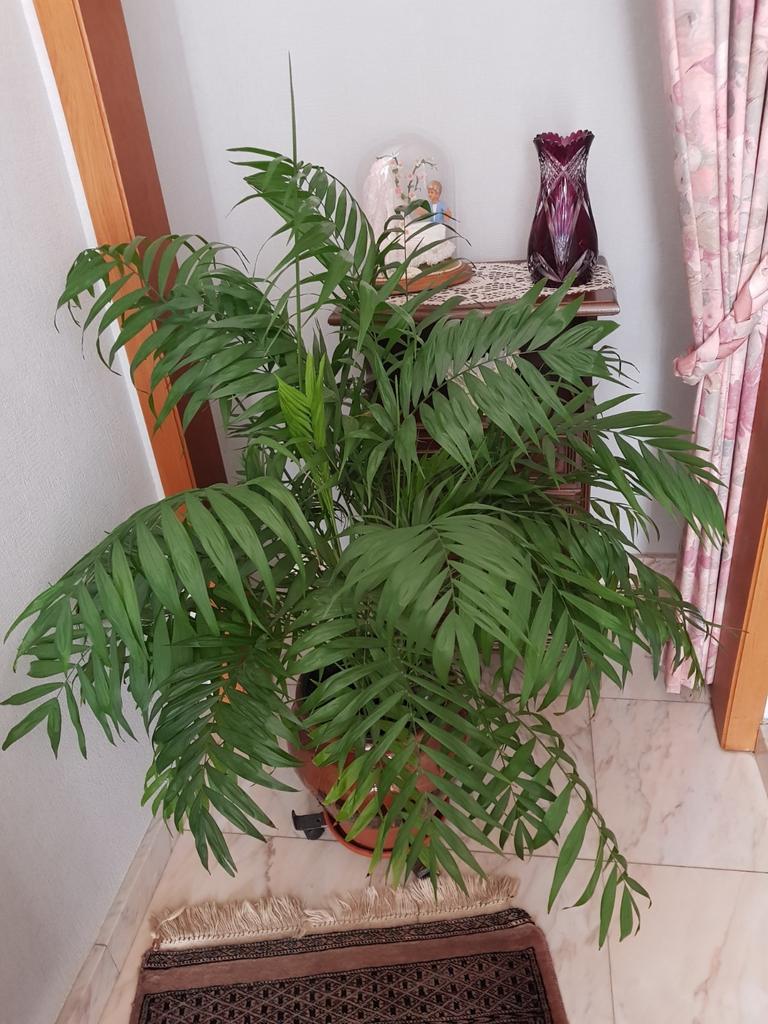 Kamerplant, Enlèvement