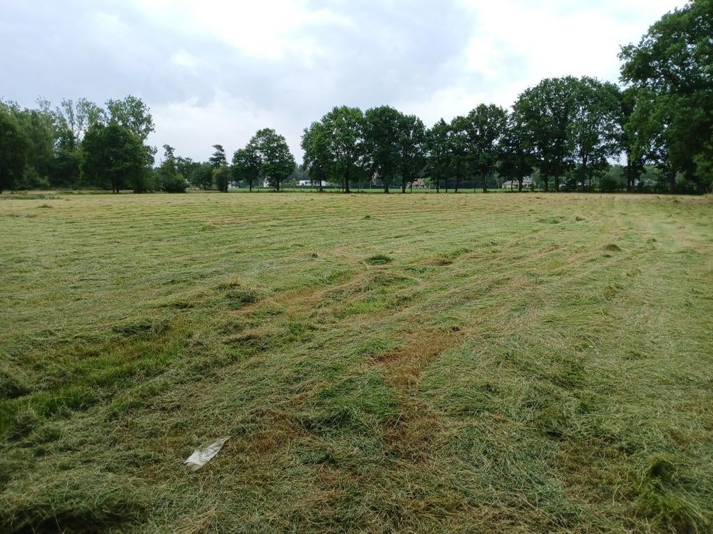 GEZOCHT:Weiland