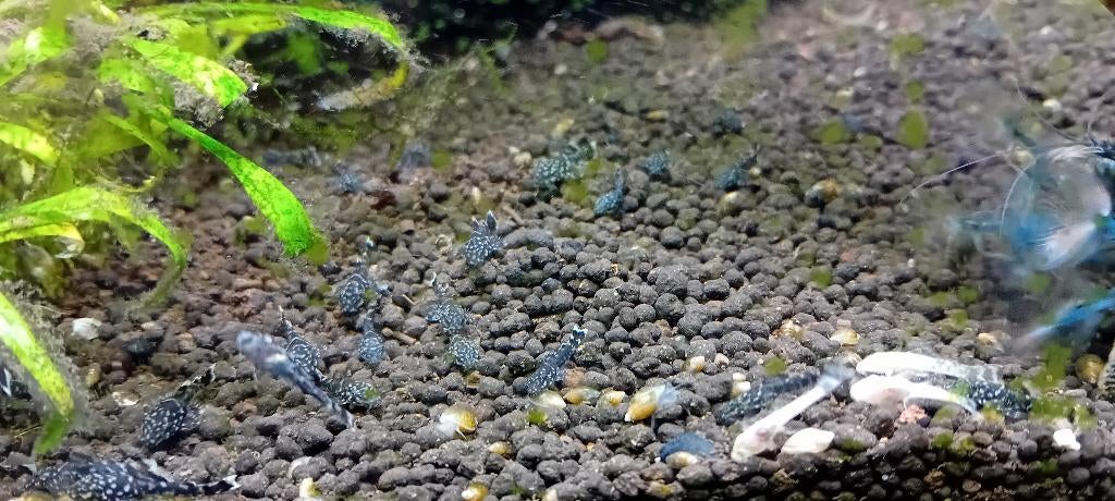 Gratis algeneters, Dieren en Toebehoren, Vis, Zoetwatervis