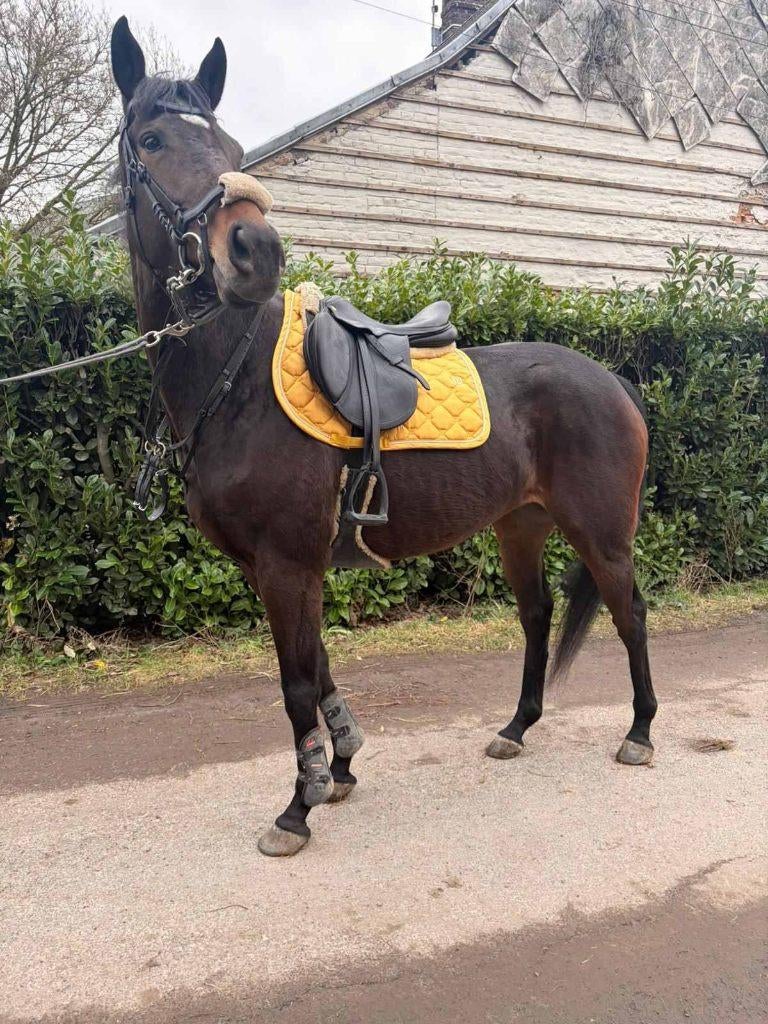 Belle jument a vendre, Dieren en Toebehoren, Merrie, Met stamboom, M, Dressuurpaard