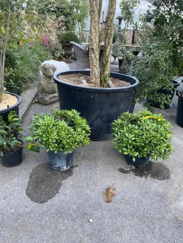 Pittosporum tobira 'Nanum', Hagen en Sierheesters