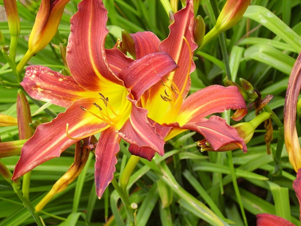 Hemerocallis American Revolution, Fulva, Bonanza, Dream baby, Volle zon, Vaste plant, Zomer, Ophalen