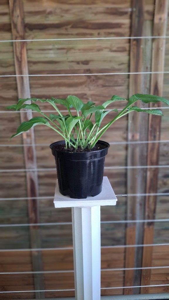 Hosta., Tuin en Terras, Ophalen, Nieuw, Balkon