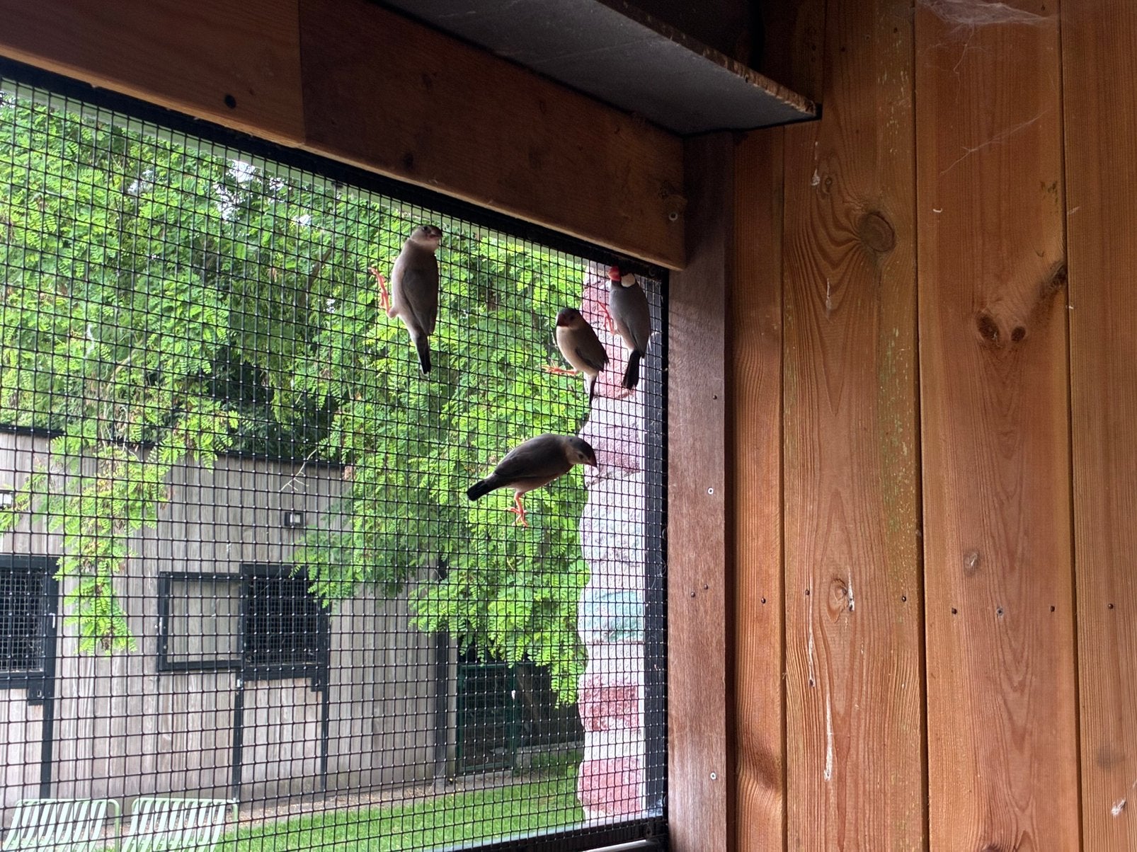4 rijstvogels