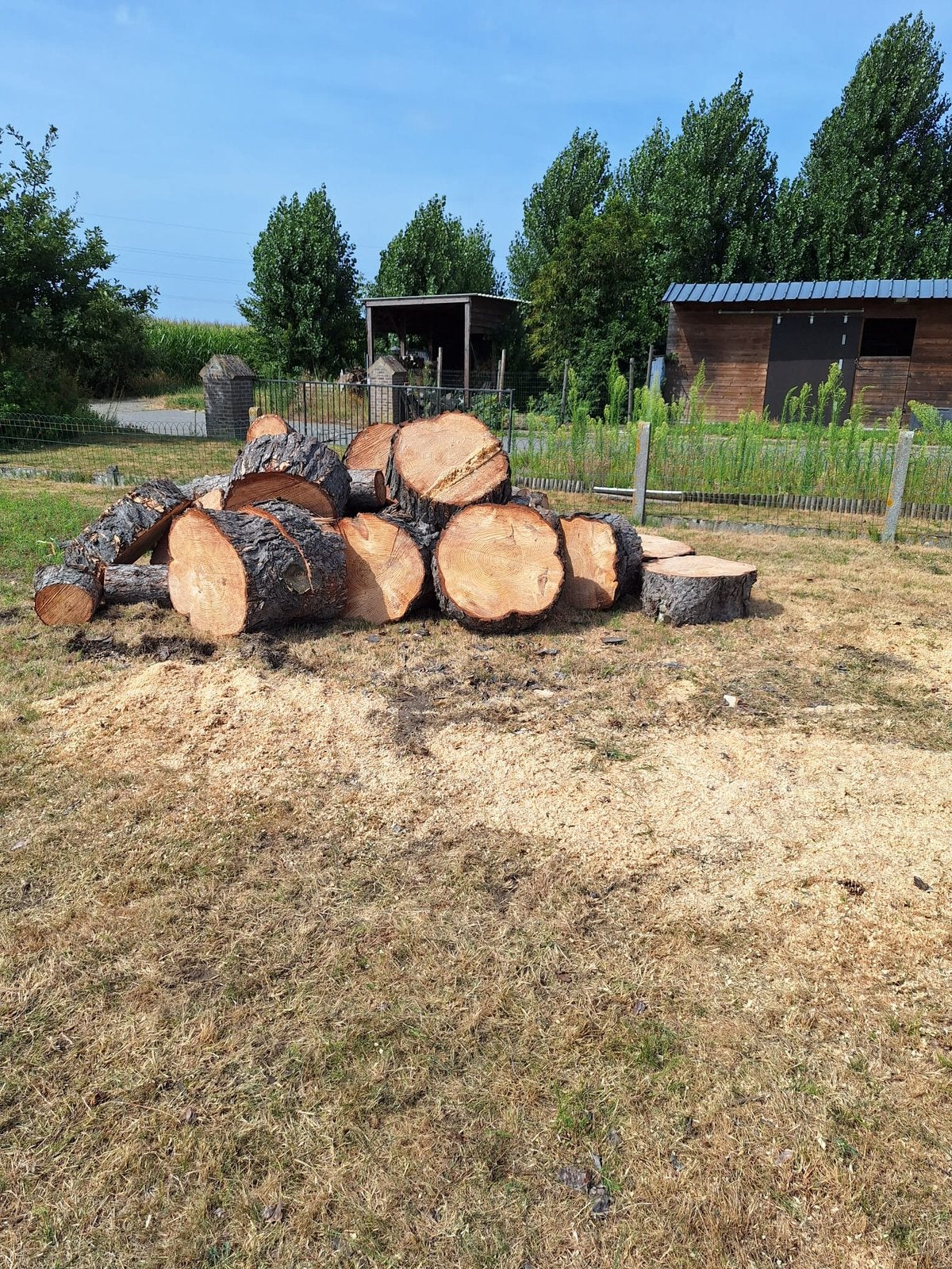 Brandhout van een dennenboom, Tuin en Terras, Brandhout, Ophalen