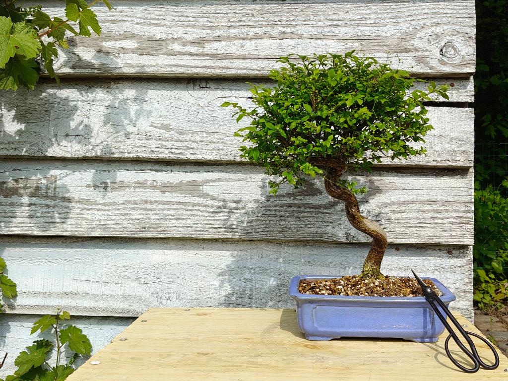 Kardinaalsmuts bonsai, Tuin en Terras, Planten | Bomen, In pot, Halfschaduw, Lente, Minder dan 100 cm
