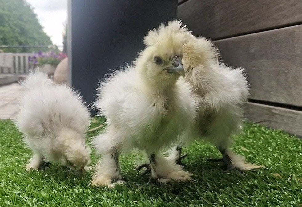 Zijdehoen kuikens 8 stuks, Dieren en Toebehoren