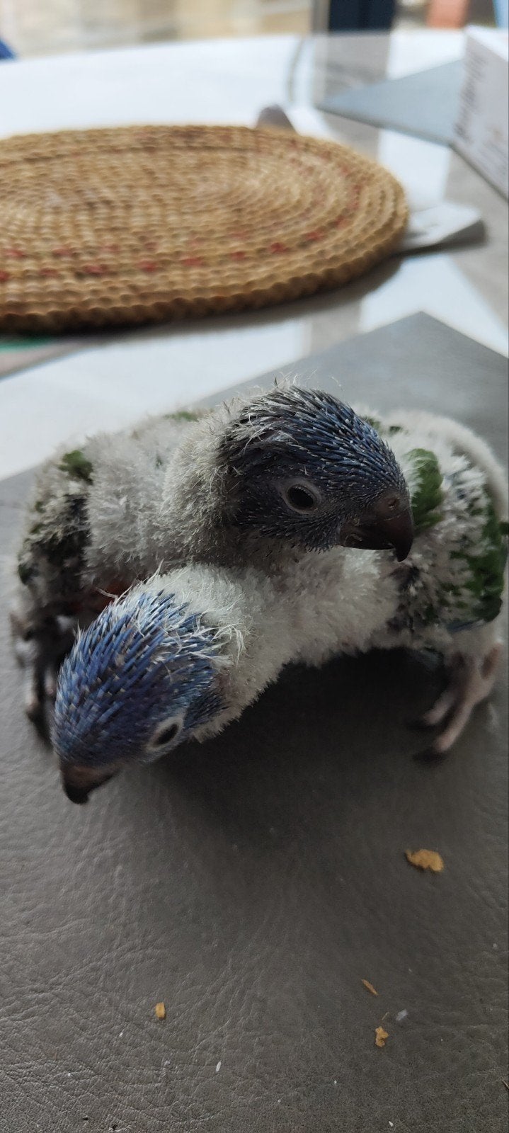 Lorybabys contre les Blue Mountains, Animaux & Accessoires, Plusieurs animaux, Perroquet, Parleur
