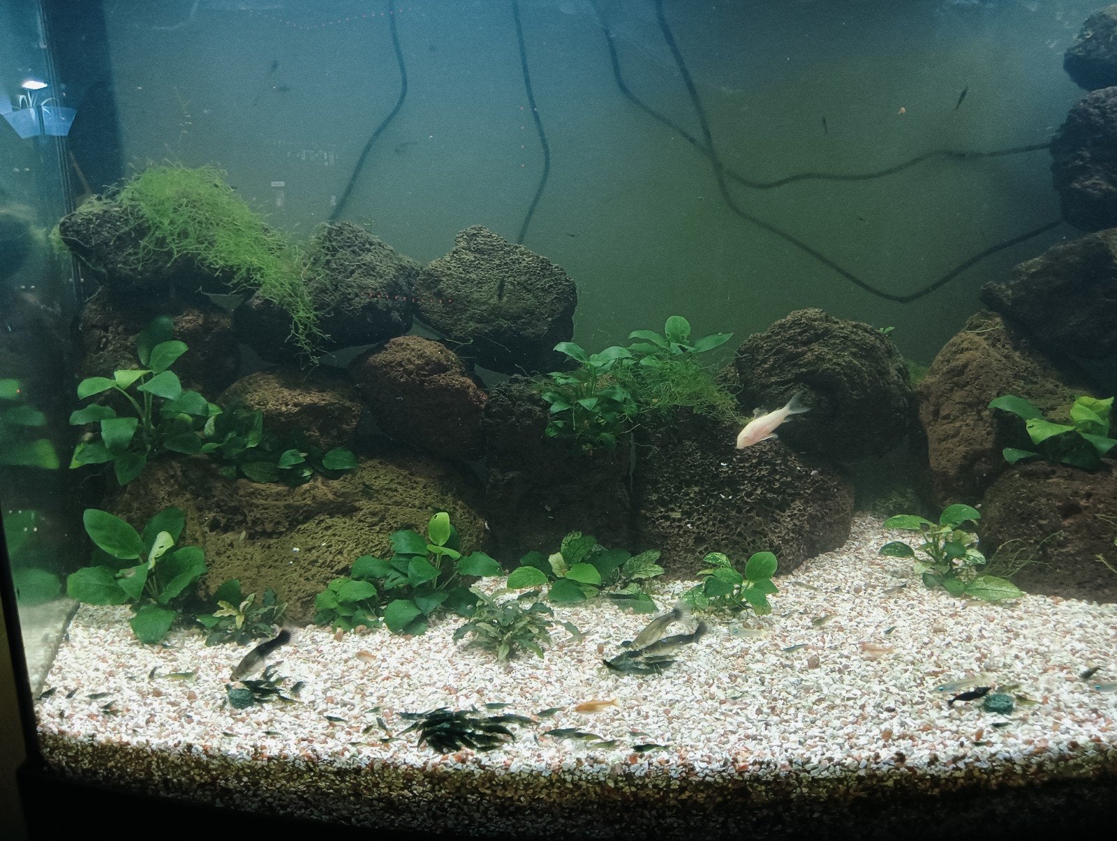 green jade garnalen, Animaux & Accessoires, Poissons | Poissons d'aquarium, Homard, Crabe ou Crevette, Poisson d'eau douce, Banc de poissons
