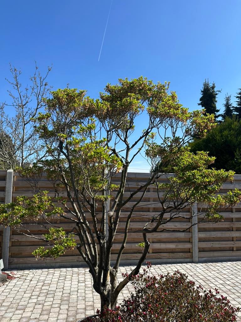 Unieke planten, Enlèvement
