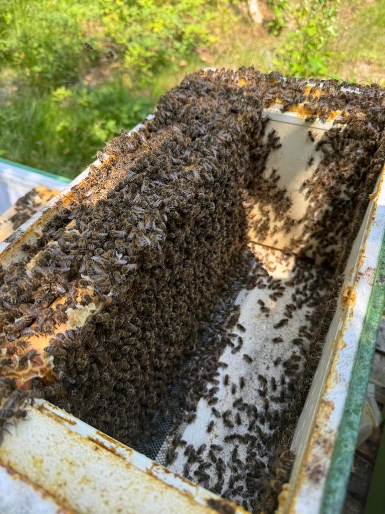 Te koop Sterke Bijenvolken wegens afkrimpen van hobby, Dieren en Toebehoren, Insecten en Spinnen, Bijen