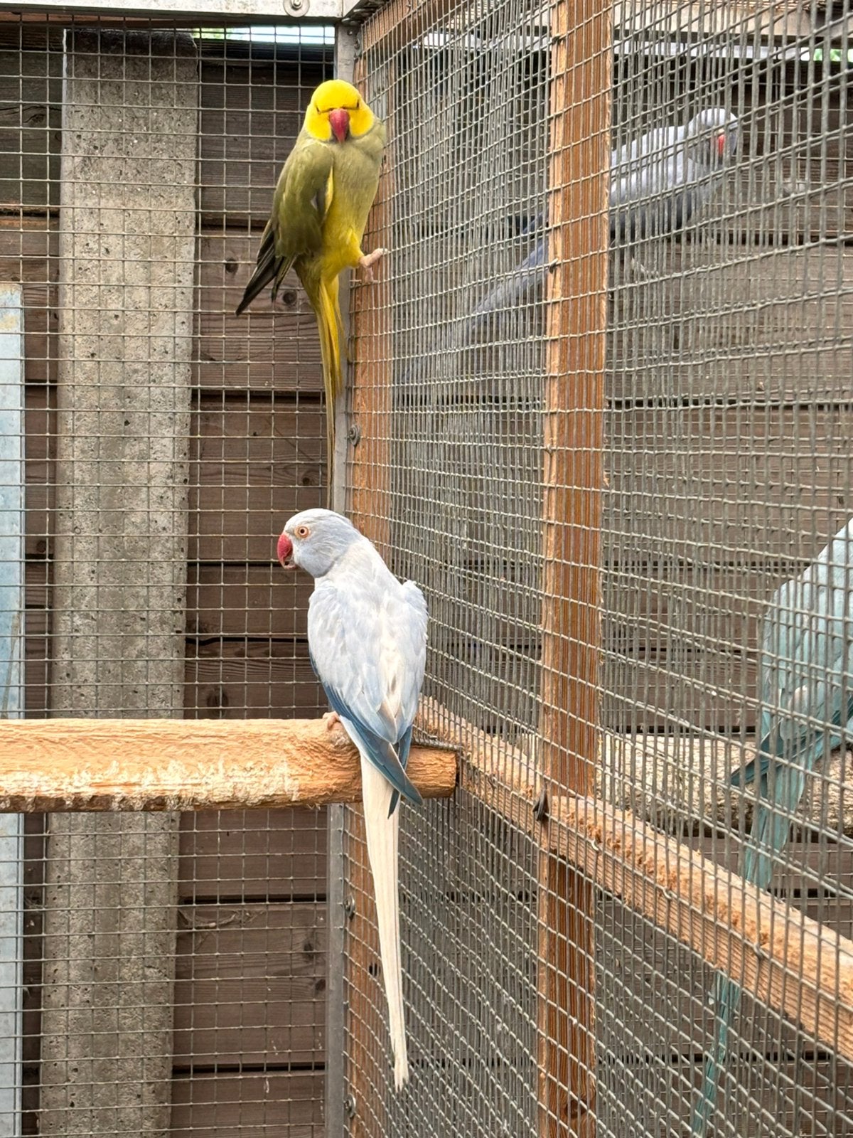 Halsbandparkieten, Plusieurs animaux, Perruche, Bagué