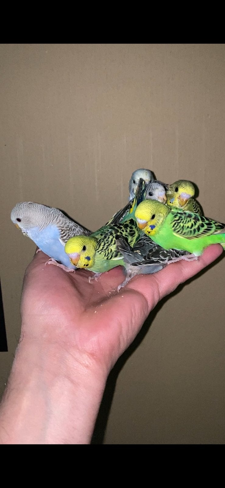 Jeune perruche, Animaux & Accessoires, Oiseaux | Perruches & Perroquets