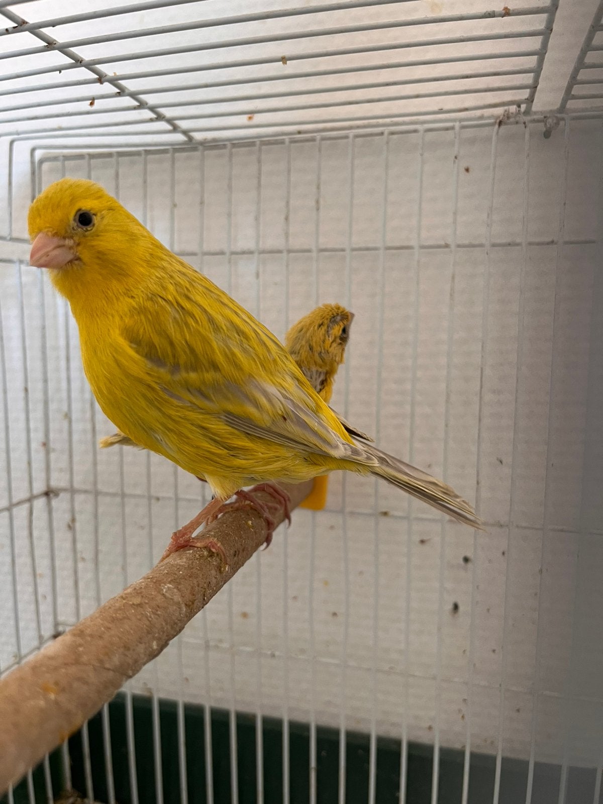Canari male, Dieren en Toebehoren, Vogels | Kanaries