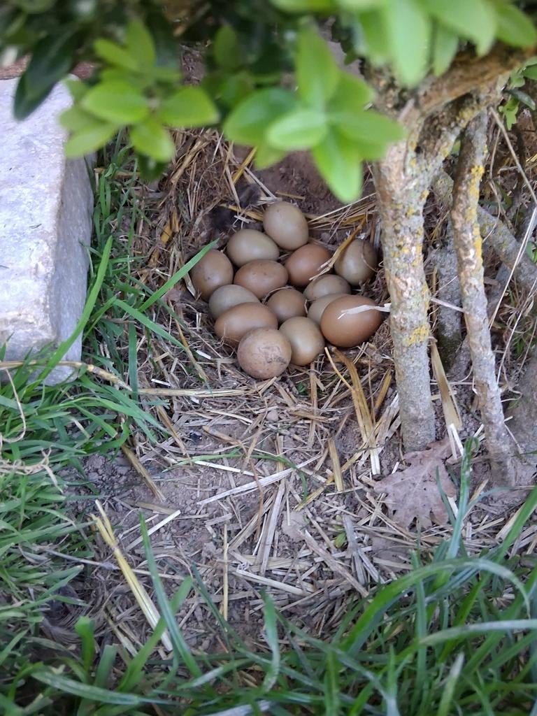 Eieren bosfazant, Dieren en Toebehoren
