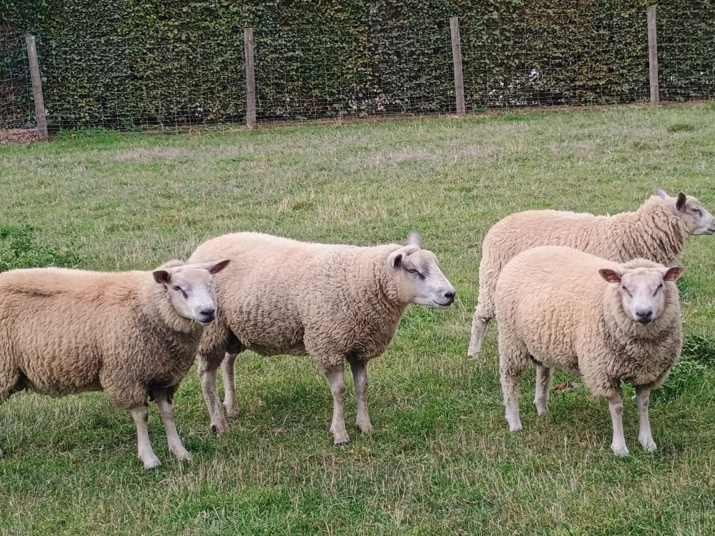 ooien en bokken, Mouton