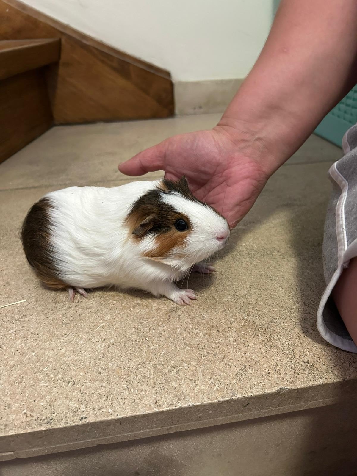 Cavia zeug, Domestique, Janvier, Cobaye, Femelle