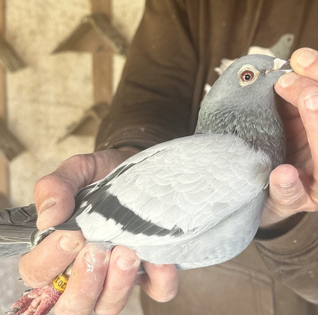 Bewezen kweekduiven, Femelle, Pigeon voyageur