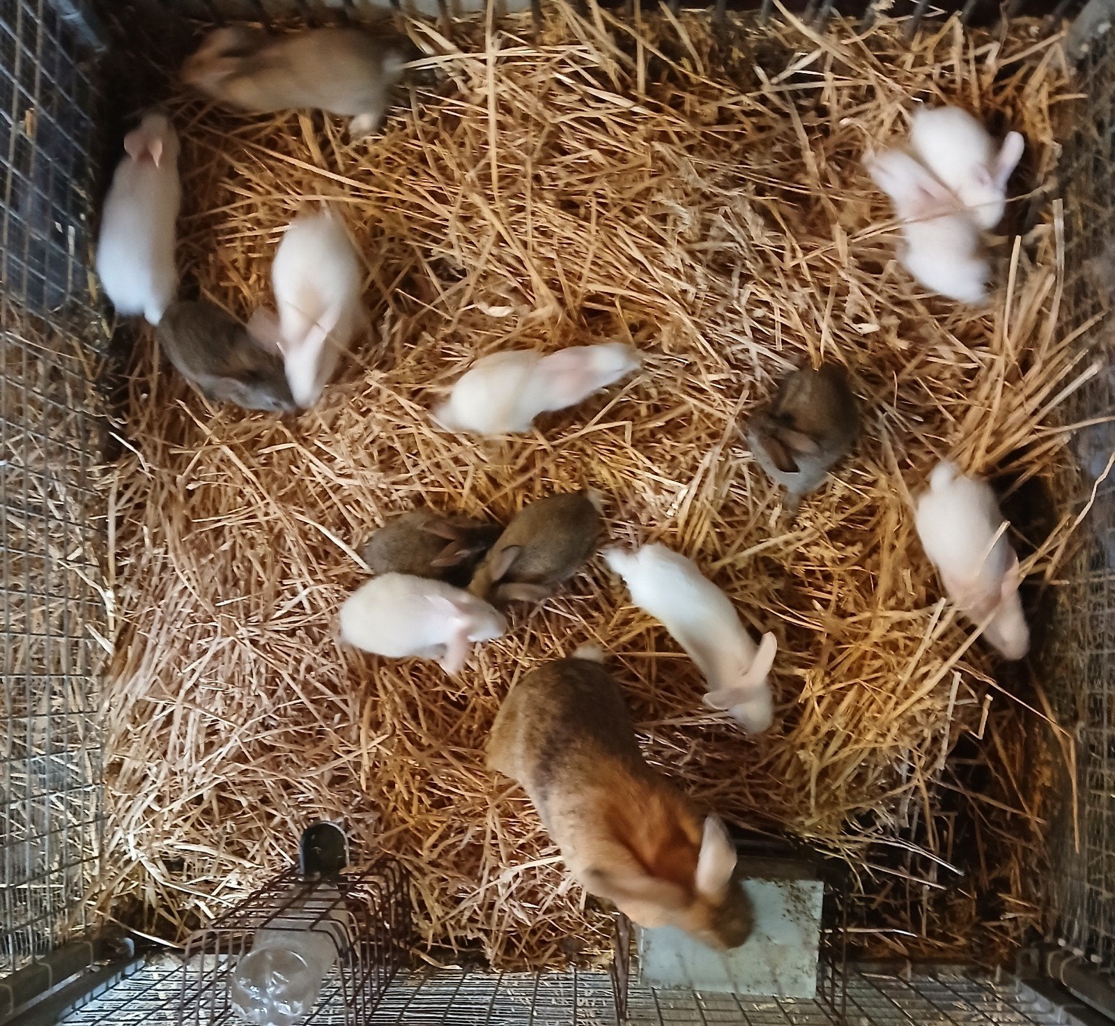 Konijn voedster met 13 jongen