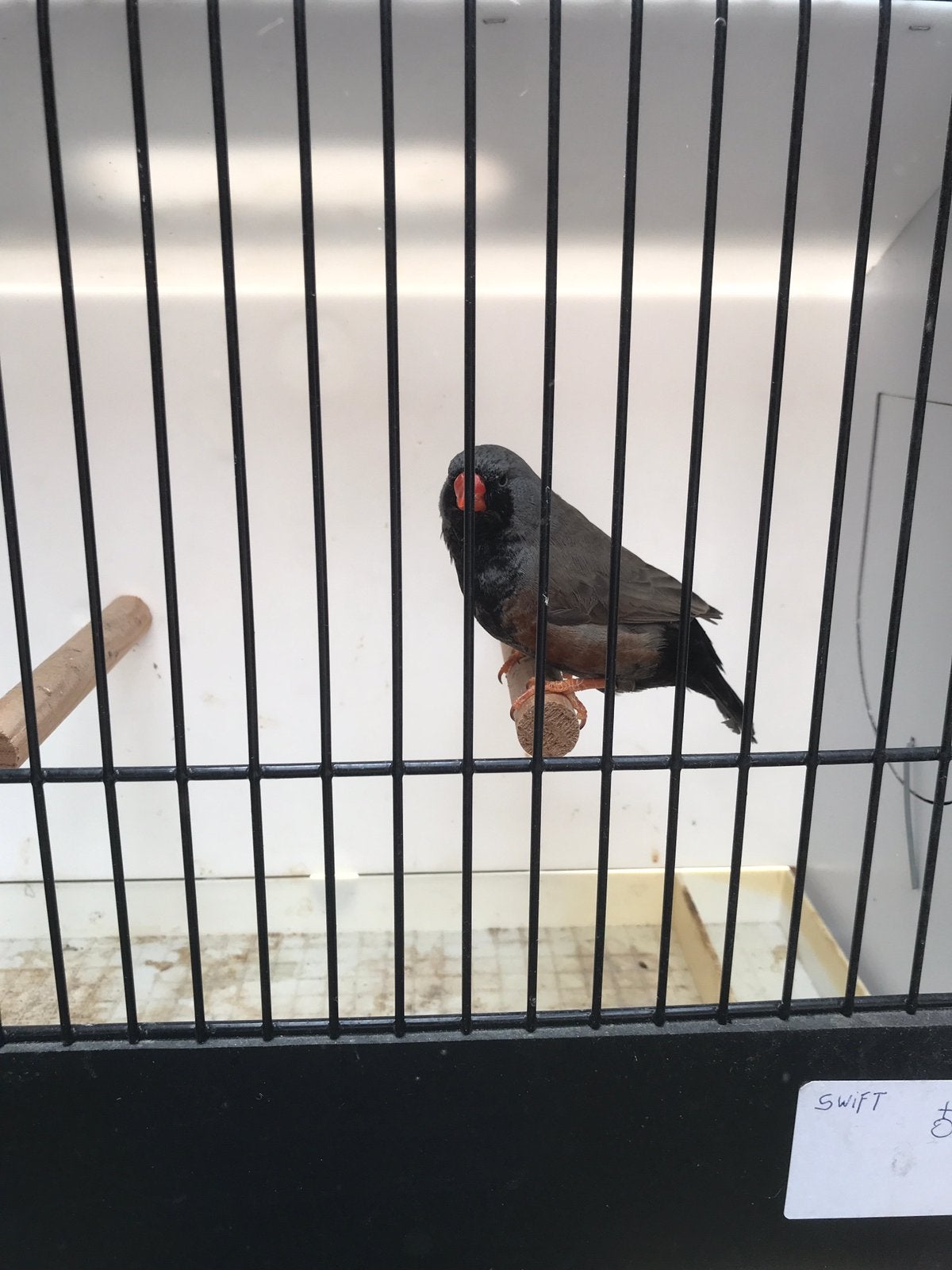 Charcoal zebravink man, Dieren en Toebehoren, Vogels | Kanaries