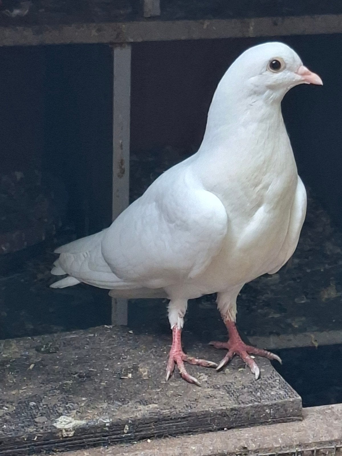 Sierduiven, Dieren en Toebehoren