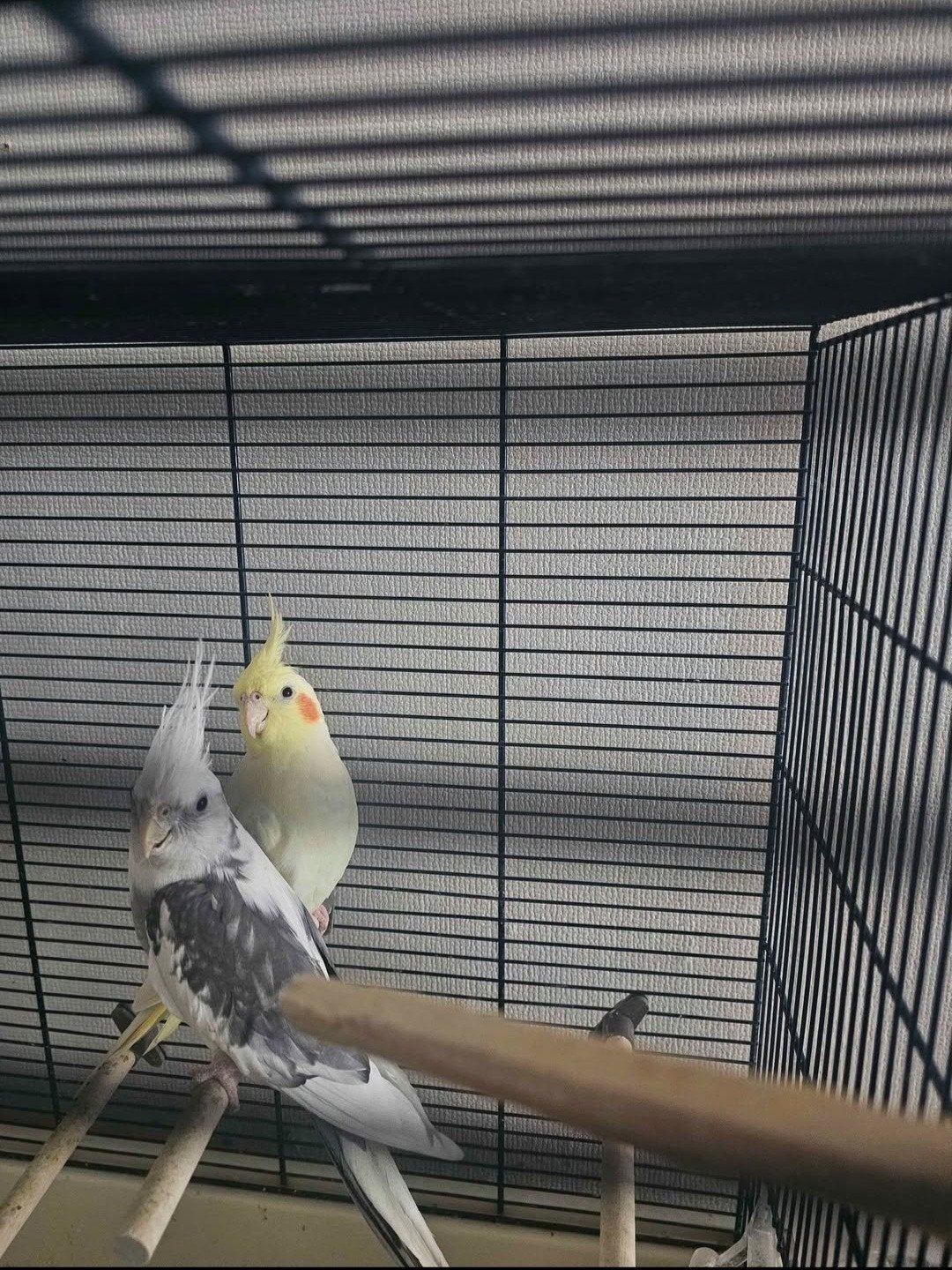 2 calopsittes, Plusieurs animaux, Bagué