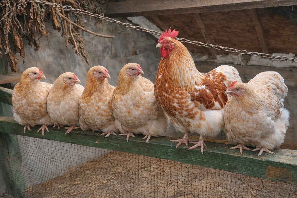 Broedeieren Orpington groot Geel gezoomd, Dieren en Toebehoren, Pluimvee, Kip, Geslacht onbekend