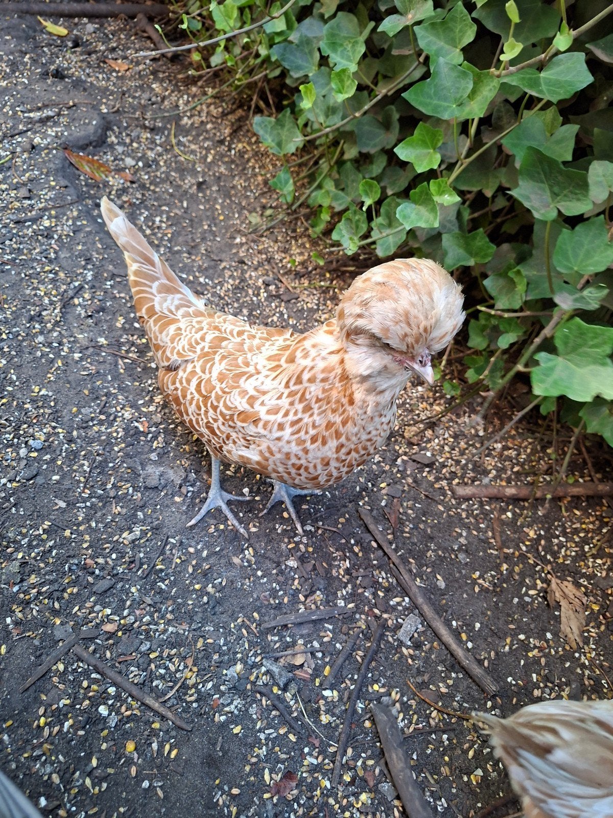 Nederlandse baardkuifkriel hennen, Animaux & Accessoires