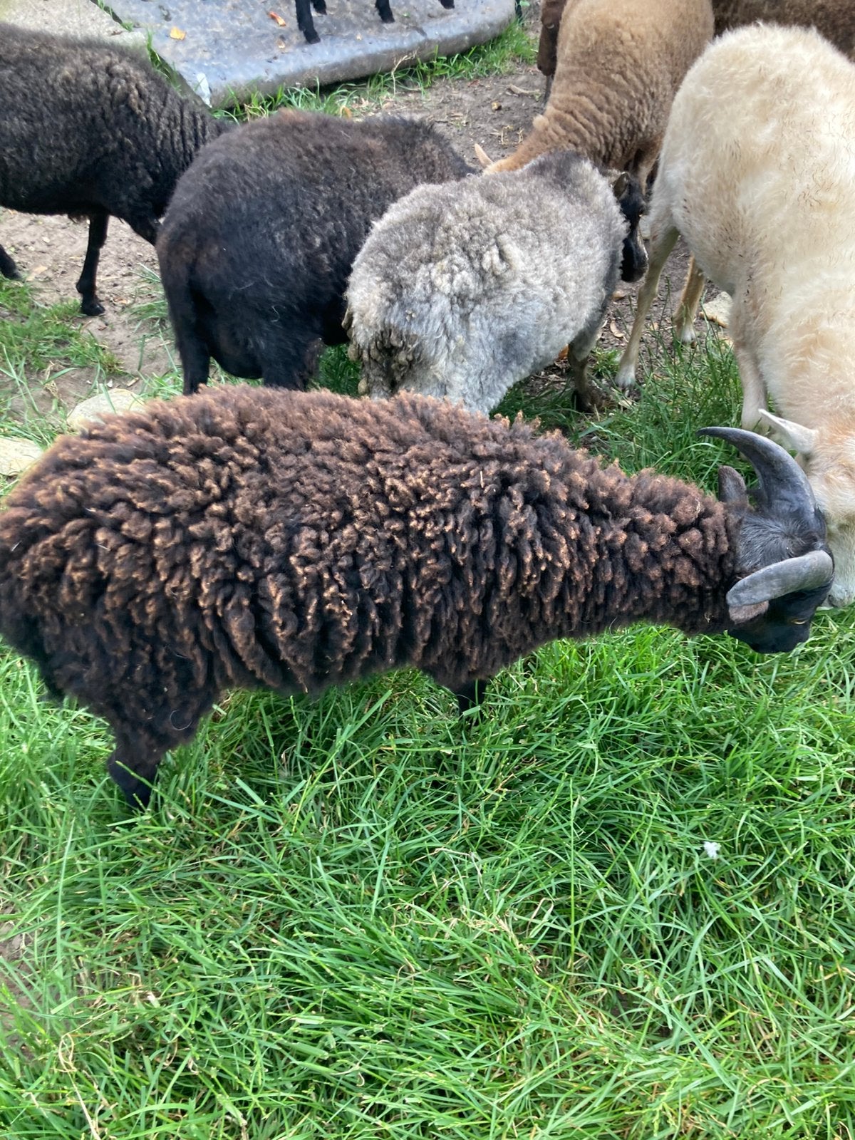 Oessant schaapjes, Dieren en Toebehoren, Schaap, 0 tot 2 jaar