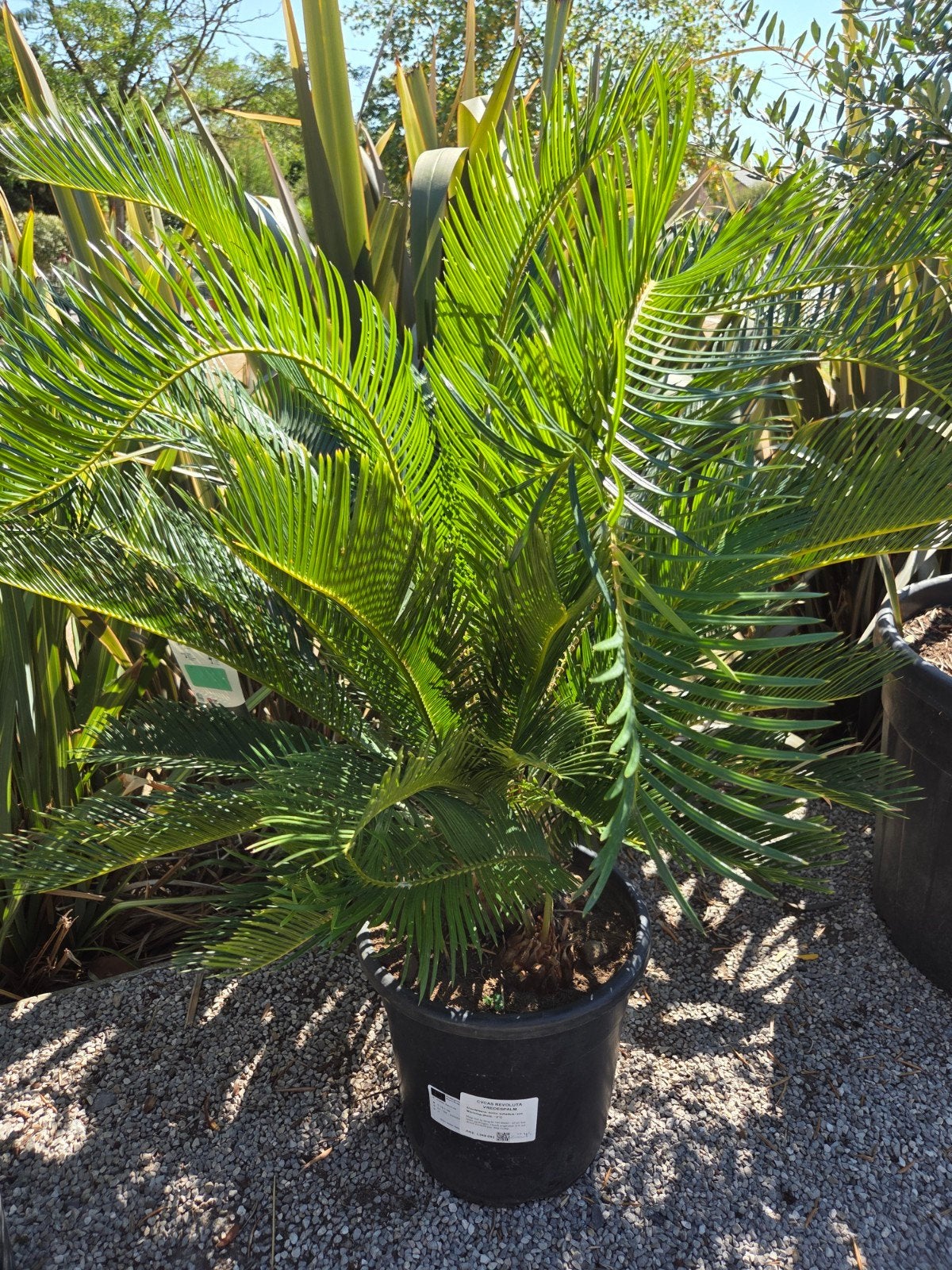 Cycas Revoluta - Vredespalm, Ophalen