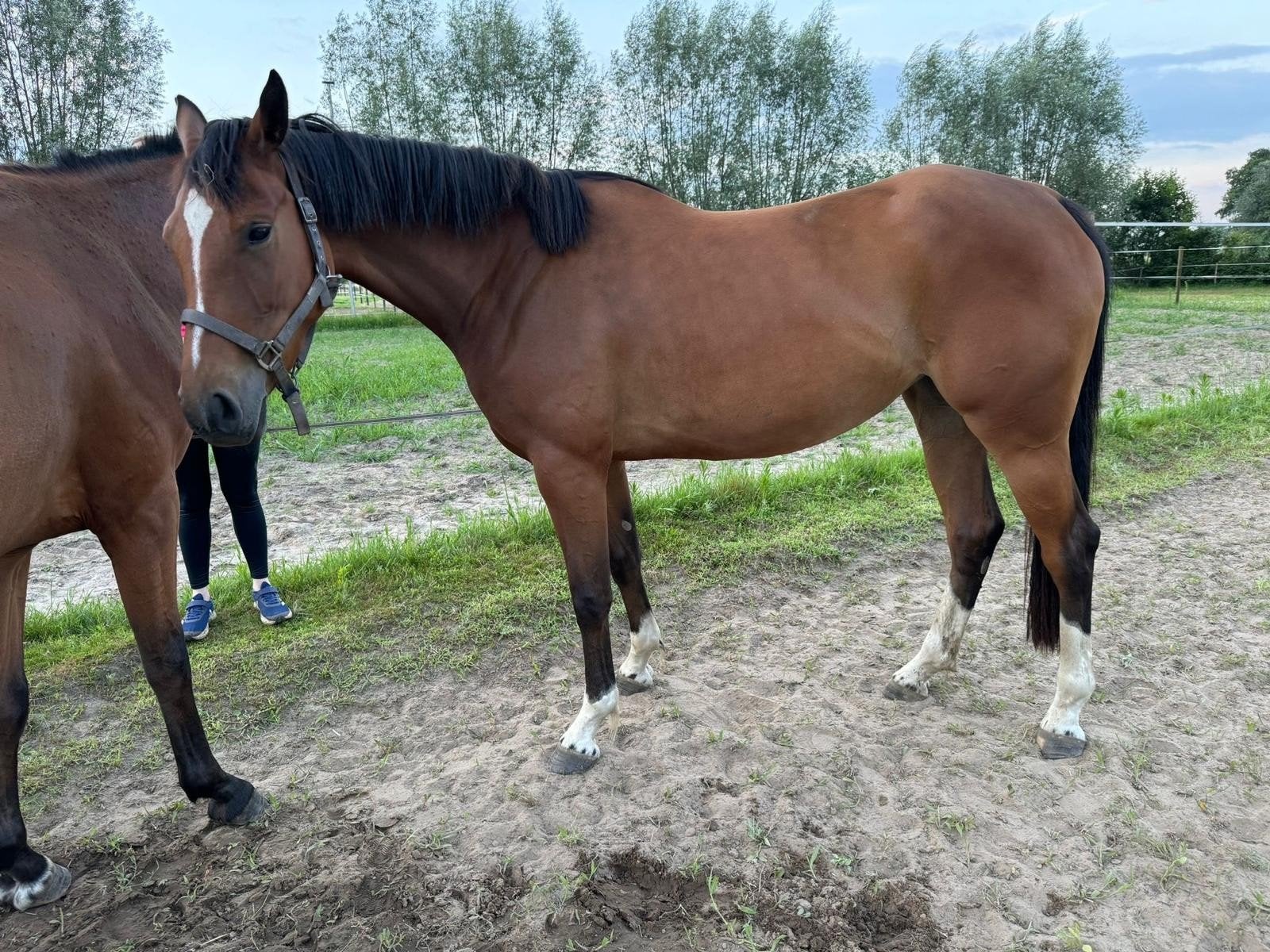5-jarige merrie Leandro VG x Querlybet Hero x Lys de Darmen, Animaux & Accessoires, Chevaux, Jument, Débourré