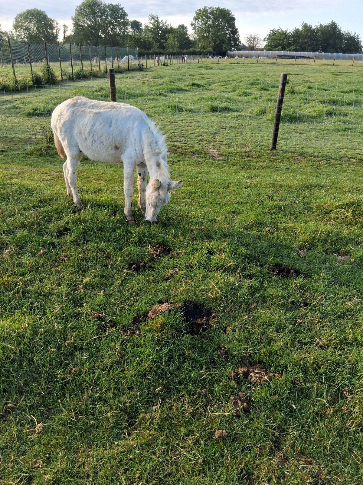 Ezel, Dieren en Toebehoren