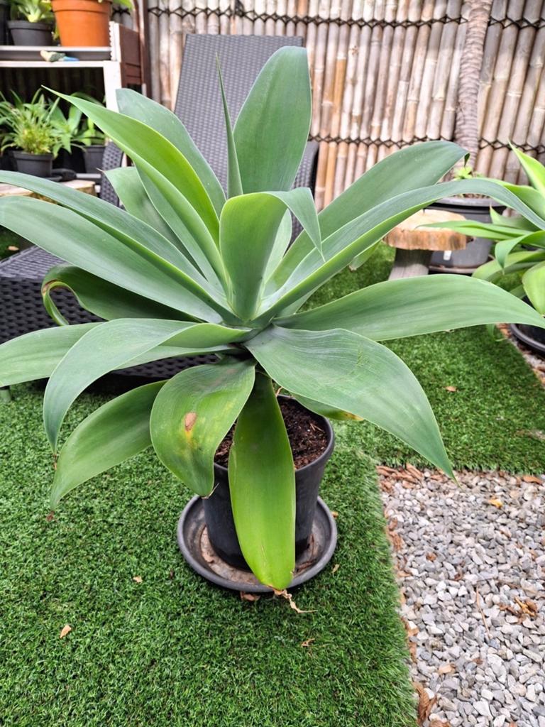 Prachtige agave attenuata binnen en buiten
Vanaf de lente bu, Ophalen, Lente
