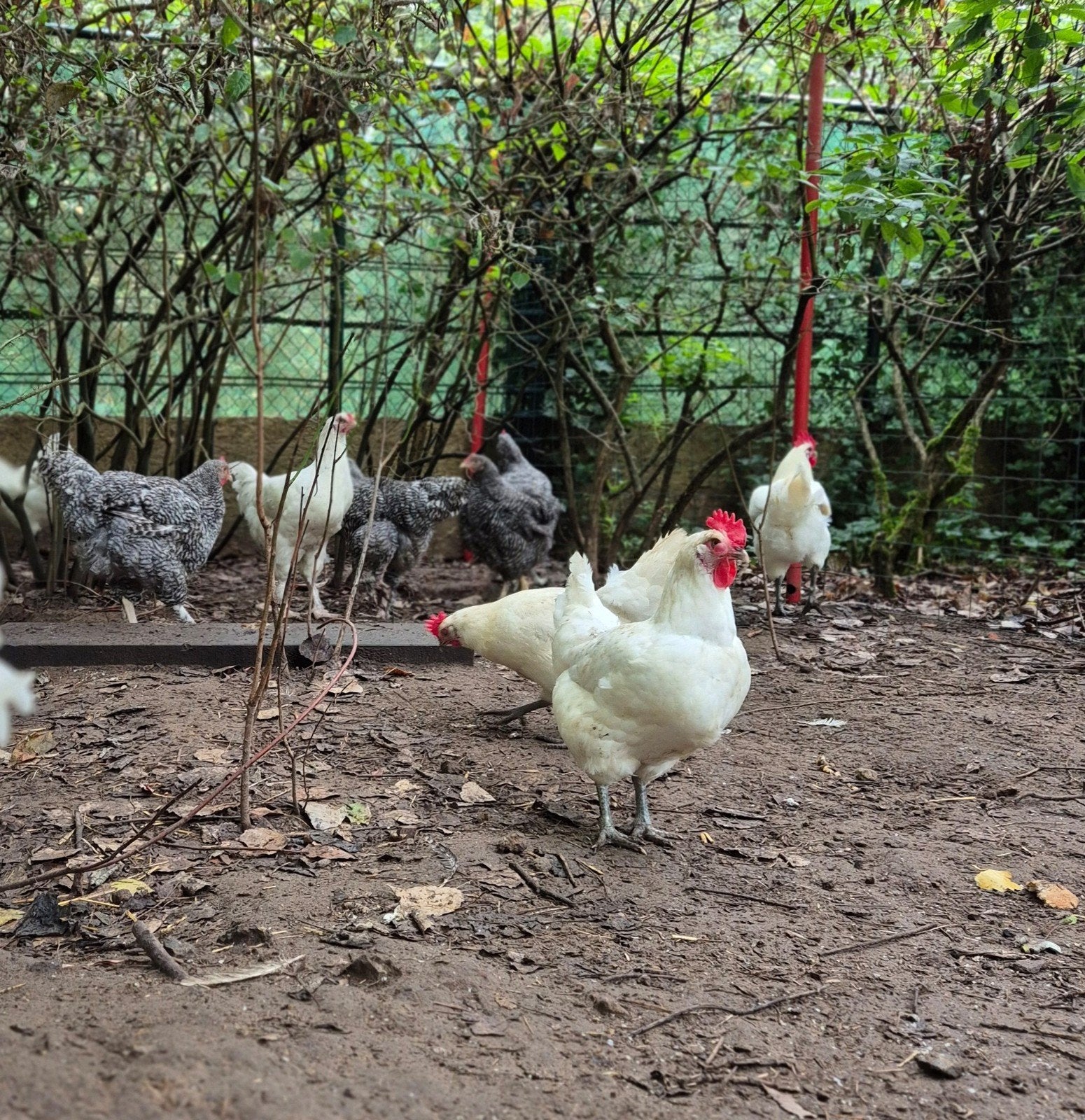 hennen poule de bresse, Animaux & Accessoires, Femelle, Poule ou poulet